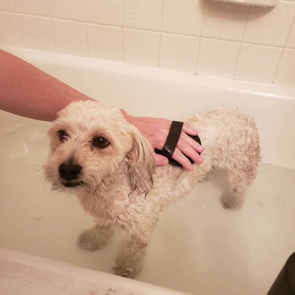 dog being bathed with pet massager