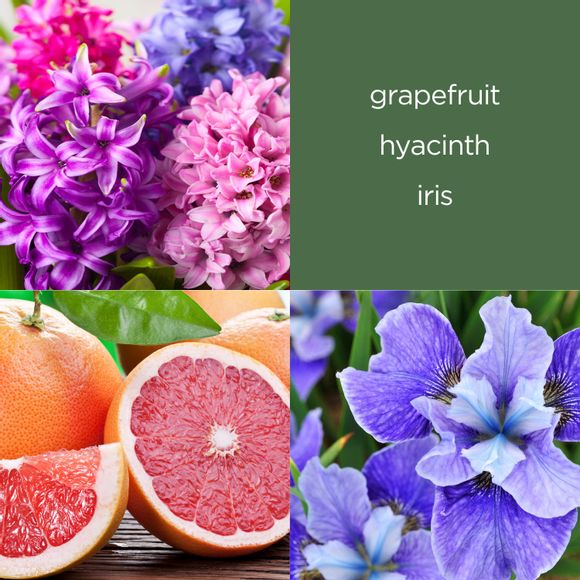 grapefruit
hyacinth
iris